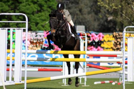 horse jumping wangaratta show
