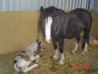 Mare and foal