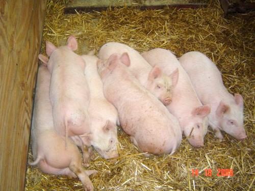 piglets Wangaratta Show animal nursery