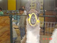 show animal nursery lama