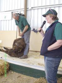 sheep shearing at show animal nursery